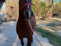 घोड़ा, Lipizzaner — फ़ोटो 3