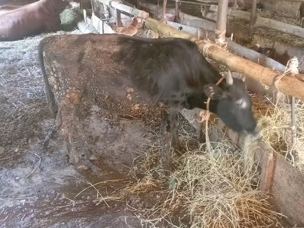 Bull, Aberdeen-Angus