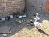 德国北京鸡 — 照片 3