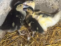 Alman Pekin — foto 2