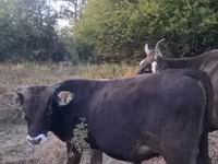 Byk, Brązowa karpacka rasa — zdjęcie 4