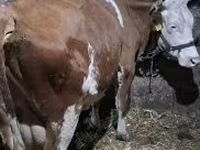 Vaca, Raça cinza húngara — foto 4