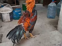 Chickens — photo 7