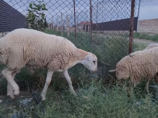 Qoç, Qoyunlar