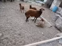 Qoç, Qoyunlar — foto 6