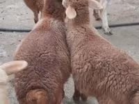 Sheep, Sheep — photo 1