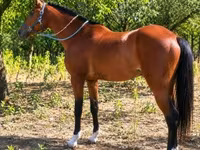 Cavalo, Cavalos — foto 3