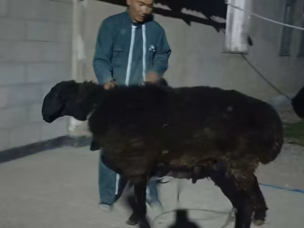 Qoç, Karakul sheep