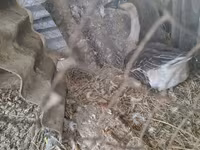 Geese — foto 1