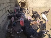 Turkeys — फ़ोटो 3