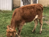 İnək, Simmental cattle — foto 1