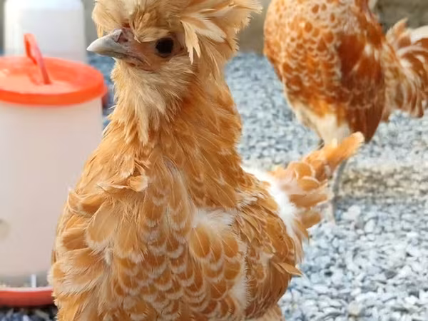 Chickens — Azerbaijan