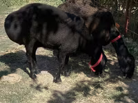 Sheep (batch, sex not specified), Sheep — photo 3