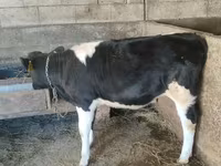 İnək, Russian Black pied cattle — foto 1