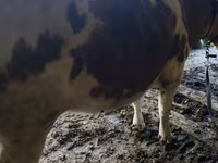 Buqa, Simmental cattle — 3-rasm