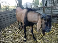 Keçi, Nubian Goat — foto 1