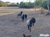 Ovce, Karakul sheep — foto 2