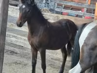 Kůň, Welsh Cob — foto 2