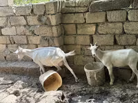 Dişi keçi, Saanen goat — foto 5
