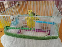 Məhsul: Dalmatian və Avstraliya cinsli dalğalı papuqaylar (budgerigar) — 照片 2