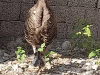 Slovenian Silver Hen — foto 3