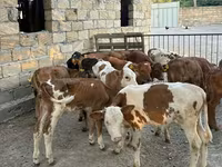 Buğa, Qırmızı-ləkəli cins — foto 5
