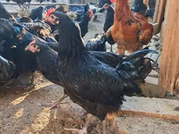 Australorp — photo 3