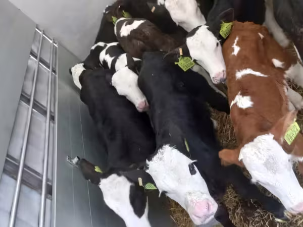 ثور, Simmental cattle