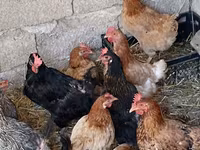 Chickens — foto 1