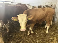 Bull, Simmental cattle — photo 3