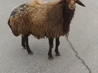 Ram, Sheep — photo 1