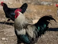 Chickens — الصورة 1
