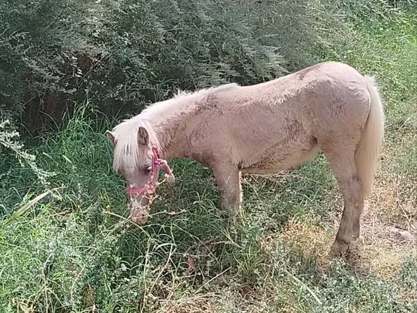 Yegua, Caballos