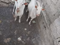 Keçi, Keçilər — foto 1