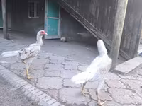 Gallinas Shamo — foto 6