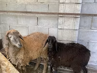 Carnero, Small-tailed Han sheep — foto 3