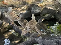 Ducks — الصورة 2