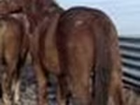 Hengst, Kustanai horse — Foto 4