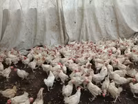 Chickens — foto 1