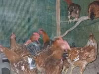 Chickens — foto 3