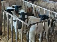 मेढ़ा, Dorper sheep — फ़ोटो 5