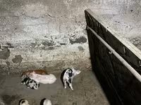 Säue, Schweine — Foto 4