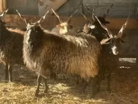 Owca, Racka sheep — zdjęcie 1