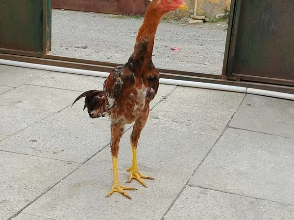 Chickens