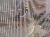 Növ: Nimfa (Cockatiel) papağanları və qəfəs dəsti 4 quw qefes daxil — 照片 2