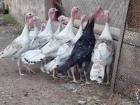 Turkeys — फ़ोटो 4