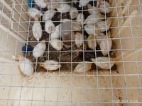 King Quail — photo 2