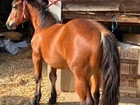 公马, Horses — 照片 2