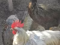 Chickens — 1-rasm