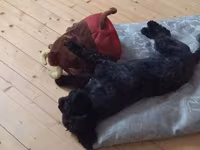 1 yaş 7 aylıq Maltipoo cinsi cütləşdirmək üçün dişi axtarılır hər şeyi — foto 1